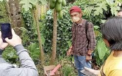 Palembang Heboh, Janin Bayi Membusuk di Bawah Pohon Pepaya Belakang Kosan Mahasiswi