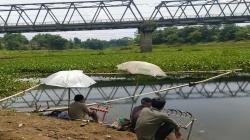 Aliran Waduk Saguling KBB Berubah Jadi Lautan Eceng Gondok, Ikan Sulit Didapat
