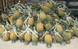 Daerah Penghasil Nanas Terbesar di Sumsel, Prabumulih Minggir Dulu 