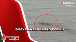 Viral, Buaya Antar Jasad Bocah Tenggelam ke Pinggir Sungai Kaltara