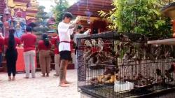 Berkah Imlek, Penjual Burung di Denpasar Diserbu Pembeli 