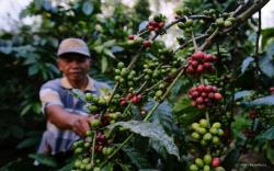 JBI OKU Dorong Petani Budi Daya Kopi Arabika, Ini Alasannya<