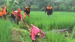 Seekor Buaya di Jepara Lepas ke Sawah Gegara Tembok Kandang Ambrol
