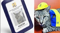 Viral, Kokom Kucing Kementerian PUPR Pintar Naik Lift, Punya 4.000 Followers Instagram