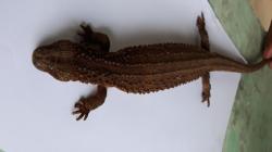 Biawak Tak Bertelinga dari Kalimantan, Hewan Endemik yang Mirip Buaya<