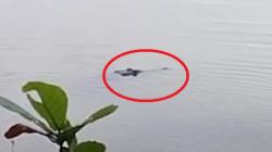 Viral Video Penampakan Buaya Besar di Situ Kalapa Sukabumi, Diduga Ada 9 Ekor <