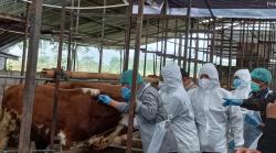  Putus Penularan PMK, Pemprov Jateng Targetkan Vaksinasi 2,4 Juta Ternak