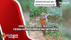 Viral Video Pria Bertemu Ular King Kobra di Kebun