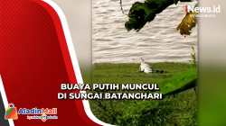 Penampakan Buaya Putih di Sungai Batanghari, Bikin Resah Warga Taman Rajo