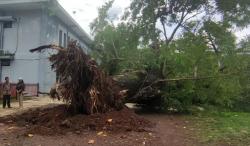 Pohon Trembesi Berusia 80  Tahun Tumbang, Nyaris Timpa Puluhan Siswa SMAN 1 Semarang