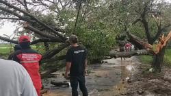 Hujan Deras Disertai Angin Kencang, 5 Pohon Tumbang Tutup Jalan Raya Pecuk Indramayu