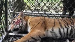Harimau yang Diduga Serang Warga Masuk Perangkap di Hutan Aceh, Ini Penampakannya
