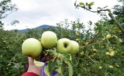 4 Tempat Wisata Petik Buah di Malang, Nomor 3 Bikin Pengunjung Ketagihan 