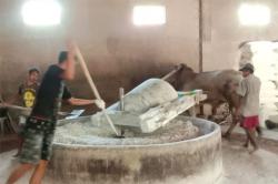 Melihat Proses Pembuatan Mi Lethek Bantul, Dibuat Sejak 1940 Masih Gunakan Tenaga Sapi