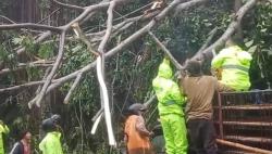 Cuaca Ekstrem di Bangli, Pohon Tumbang Timpa Warung dan Mobil hingga Tutup Akses Jalan