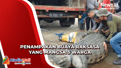 Buaya Raksasa yang Diduga Mangsa 3 Warga di Pasaman, Begini Penampakannya
