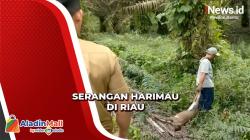 Harimau Makan Sapi Ternak di Riau, Petugas Pasang Perangkap