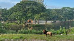 Satwa Singa Solo Safari Diuji Coba Lepas Liar di Wahananya<