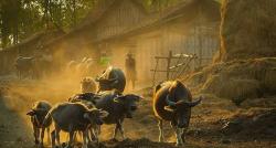 Kampung Unik di Ngawi, Singgah ke Desa yang Dihuni Ratusan Kerbau, Suasananya Mirip di Afrika 