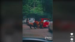 Viral 2 Singa di Taman Safari Prigen Berkelahi Tabrak Mobil Pengunjung hingga Penyok<