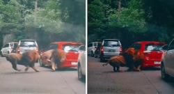 Viral Mobil Merah Ditabrak Singa di Taman Margasatwa: Netizen Bingung Gimana Cara Klaim Asuransi