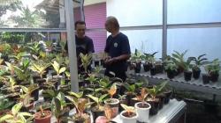 Budi Daya Tanaman Hias Aglaonema Makin Digandrungi Warga Salatiga 