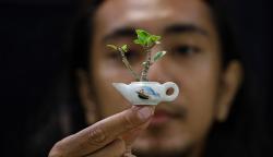 Kerajinan Bonsai Mini, Harga hingga Rp2,5 Juta per Tanaman