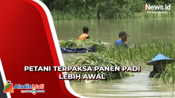 Sungai Bengawan Solo Meluap, Petani di Tuban Terpaksa Panen Padi Lebih Awal