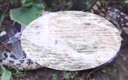 Ular Piton 8 Meter Ditangkap Warga usai Mangsa Anak Sapi
