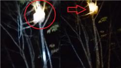 Viral Gadis Berhijab Panjat Pohon Malam Hari di Hutan Kalimantan, Faktanya Bikin Merinding<