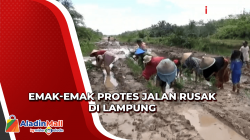Geram, Emak-Emak Tanami Jalan Rusak dengan Padi di Lampung