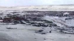 Tumpahan Aspal dari Kapal MV AASIH Mulai Cemari Spot Surfing di Nias Utara