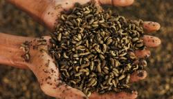 Budi Daya Maggot Hasil Pengolahan Sampah Organik