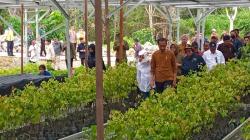 Tinjau Persemaian Mentawir, Jokowi Tegaskan Bukan Hanya untuk IKN tapi Seluruh Kalimantan<