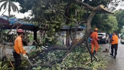Hujan dan Angin Kencang di Bogor, Dahan Pohon 7 Meter Patah