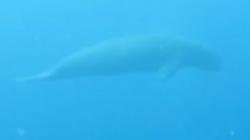 Hewan Apa Saja yang Dilindungi di Taman Nasional Bunaken, Salah Satunya Duyung