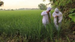 Ritual Mapag Tamba di Indramayu, Upacara Sakral Tolak Bala Pertanian<