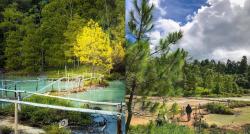 Hutan Pinus Lahendong, Suguhan Alam di Tomohon dengan Suasana Mirip Luar Negeri
