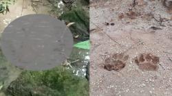 Ngeri, 3 Sapi Warga Raib dari Kandang, Ada Jejak Kaki Harimau