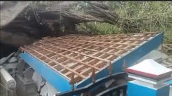 Pohon Berusia 100 Tahun Tumbang Diterjang Angin Kencang, Puluhan Makam di Cilacap Hancur