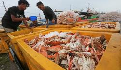 Keran Ekspor Dibuka, Harga Rajungan Naik Menjadi Rp100.000 per Kg