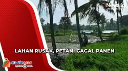 Lahan Pertanian Rusak Terendam Banjir, Petani Gagal Panen