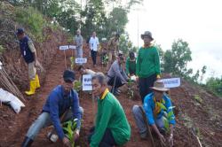 Gunungkidul Kembangkan Perkebunan Kopi Seluas 5,6 Hektare di Bawah Embung Sriten