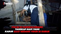 Polisi di Pangkalpinang Tangkap Napi yang Kabur