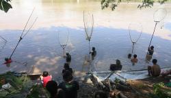 Ikan Mabuk di Sungai Brantas Jadi Rebutan Warga