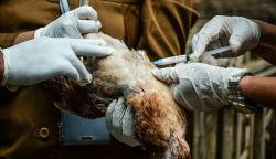 Ribuan Ayam Mendadak Mati di Sinjai, Hasil Lab Ungkap Virus Influenza A