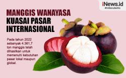 Infografis Manggis Wanayasa Purwakarta Kuasai Pasar Internasional