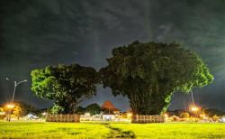  Sejarah Alun-Alun Kidul Jogja, Dulu Jadi Tempat Latihan Prajurit Keraton