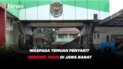 Waspada Temuan Penyakit Kencing Tikus di Jawa Barat