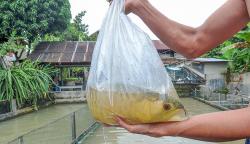 Budi Daya Ikan Arwana Silver Jambi
